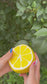 Squeeze the Day Medium Lemon Butter Squishy – Slow Rising Sensory Fidget Toy